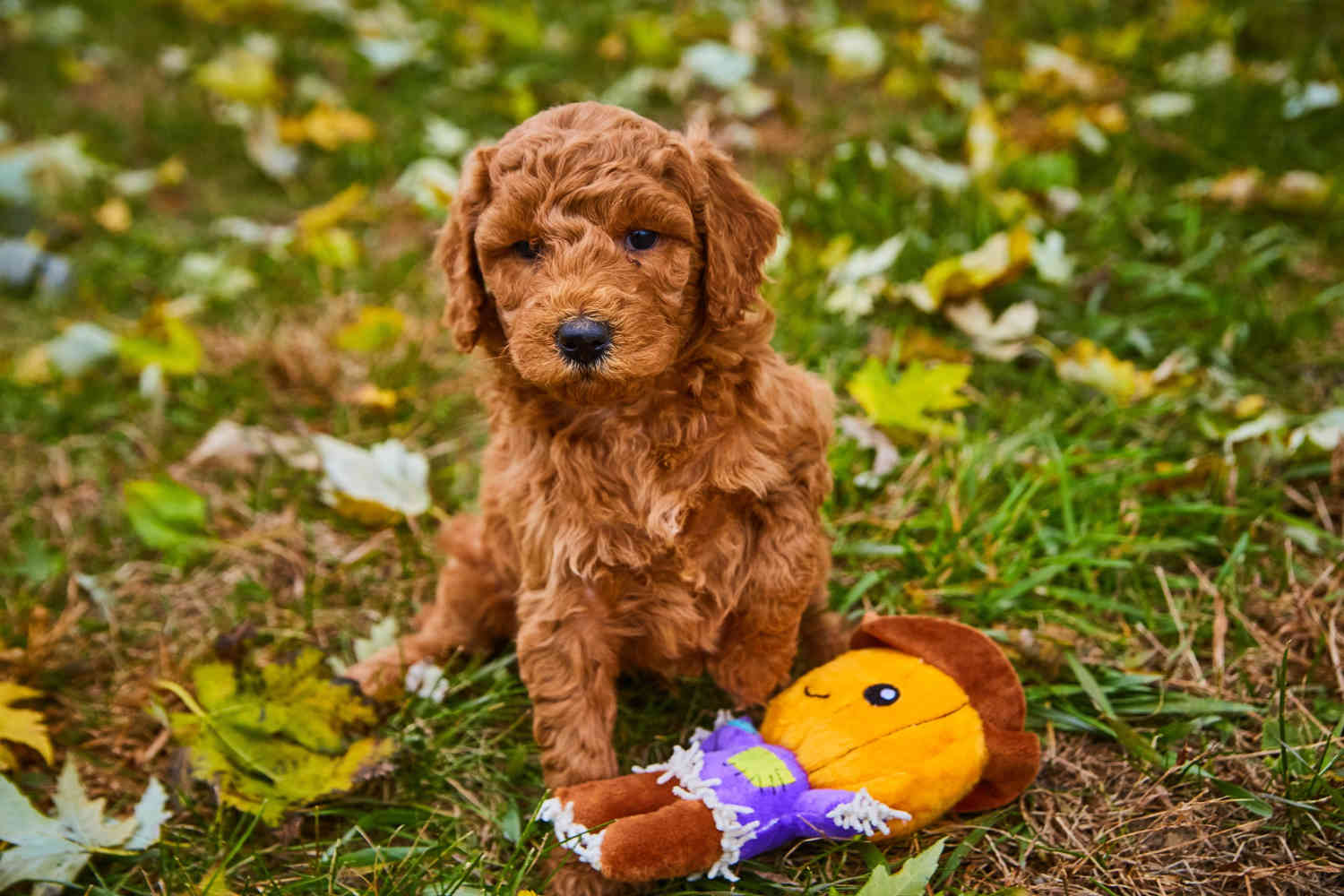 Golden Tips: Choosing a Reputable Goldendoodle Breeder for Your Furry Friend